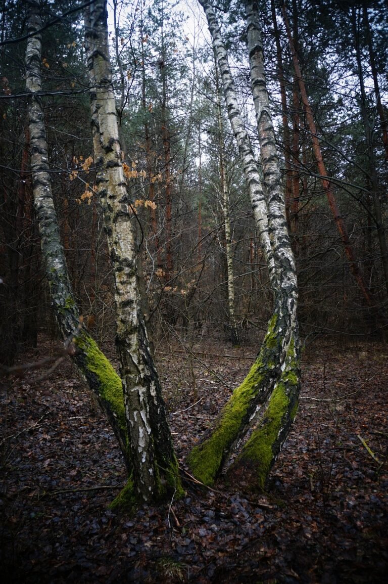 Cultural Sensitivity: Respecting Local Customs and Ensuring Personal Safety